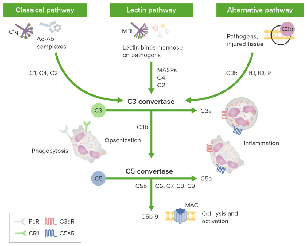 The three activation pathways of the complement cascade