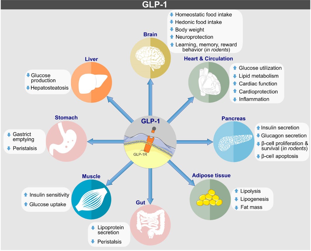 Biological actions of GLP-1 on target tissues