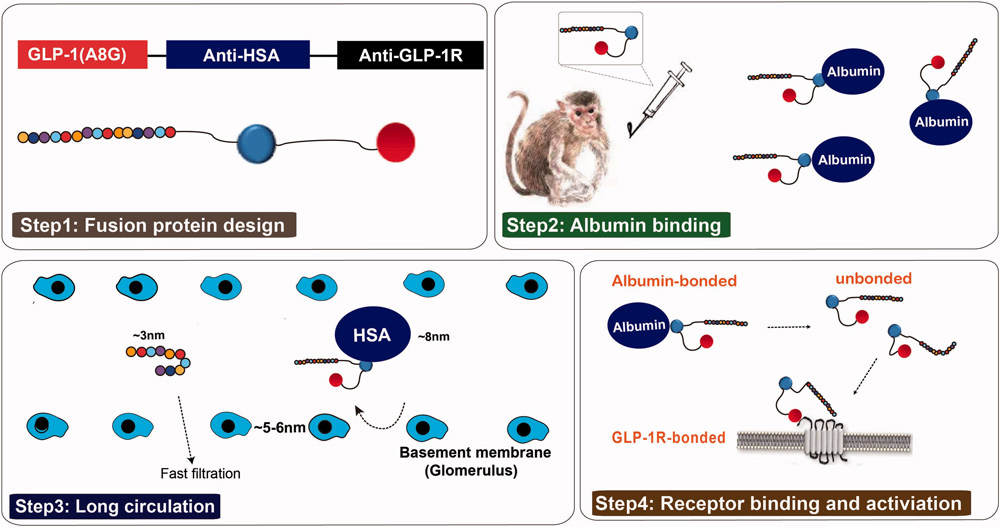 Structure and the prolonged persistence mechanism of everestmab in vivo