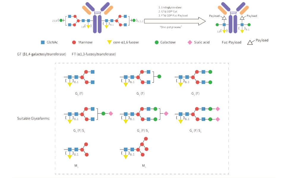 Mechanism of Conjugation