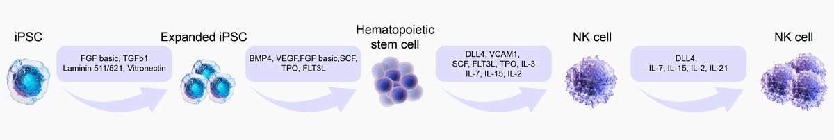 iPSC-NK_Workflow