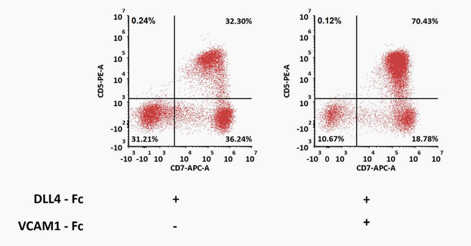 DLL4&VCAM-1 support CD5+CD7+ T-cell progenitor differentiation from CD34+ HSPC