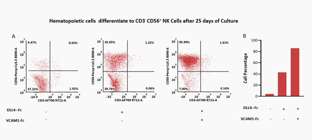 DLL4 & VCAM-1 for NK cell differentiation