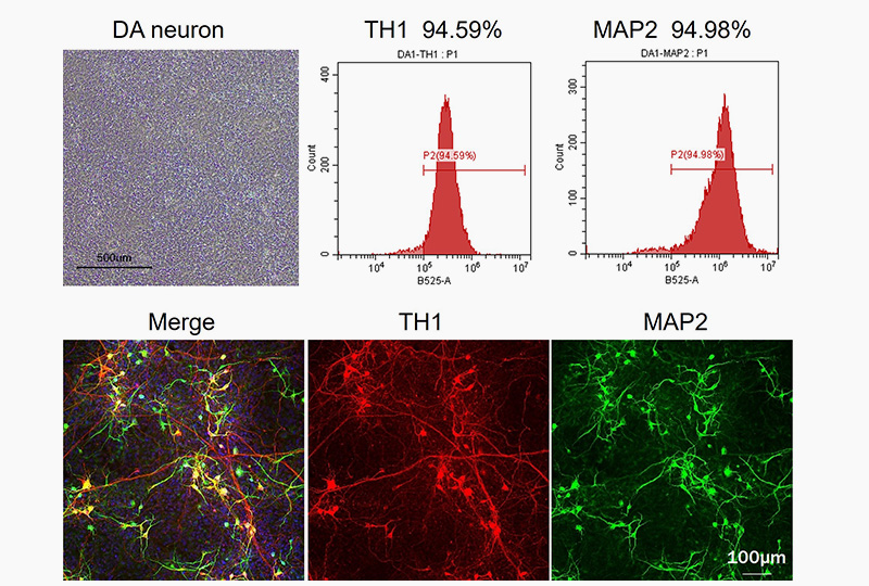 Shh and FGF-8b for neuron progenitor cell differentiation