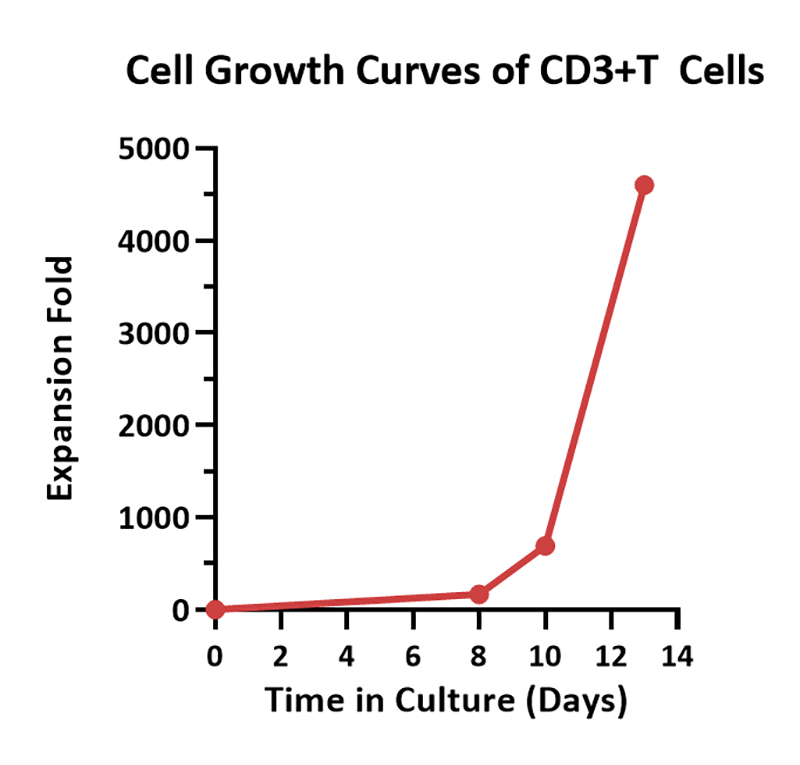 Cultivation Scheme for PBMC-Derived T Cells in T225 Bottle Systems