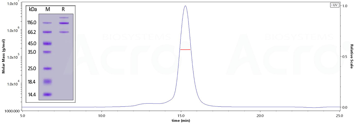 High purity and structural homogeneity verified by SDS-PAGE and SEC-MALS