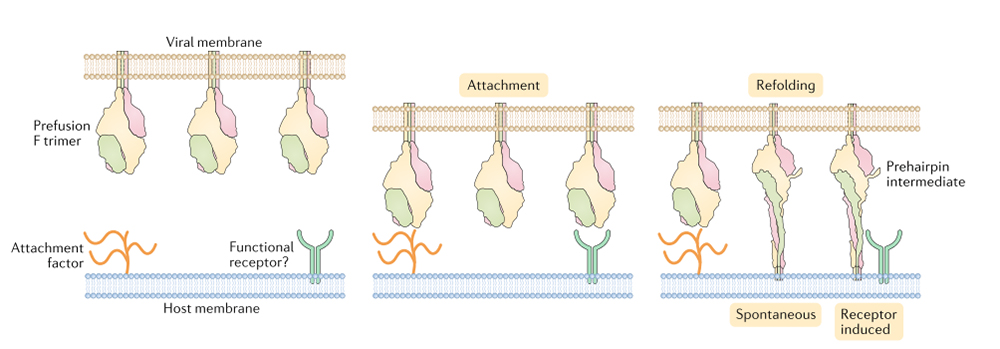 Solutions for RSV vaccine and drug development