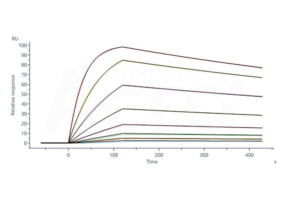 Anti-Glycoprotein E VZV Antibody (SPR)