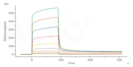 High affinity verified by SPR and BLI