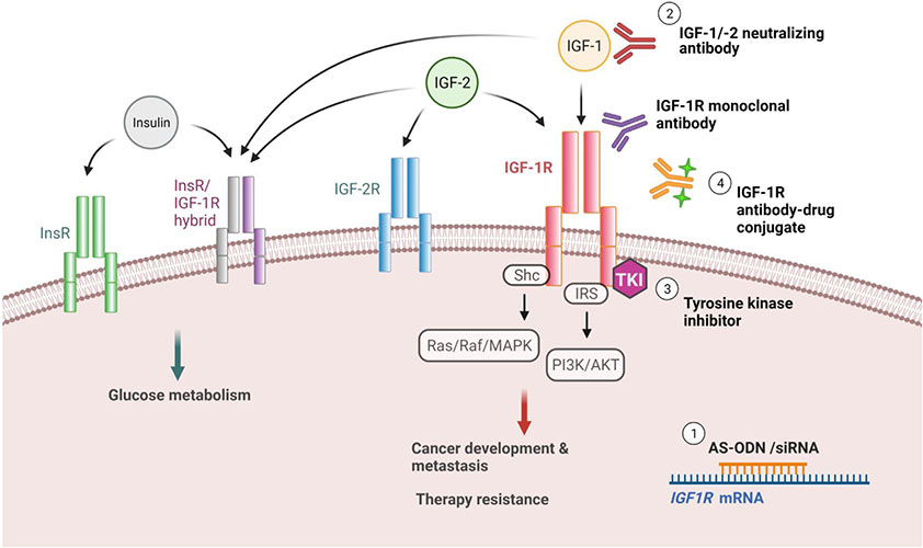 Schematic diagram of IGF-targeted drugs