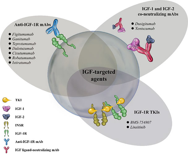 Therapeutic strategies to inhibit IGF-IR signaling