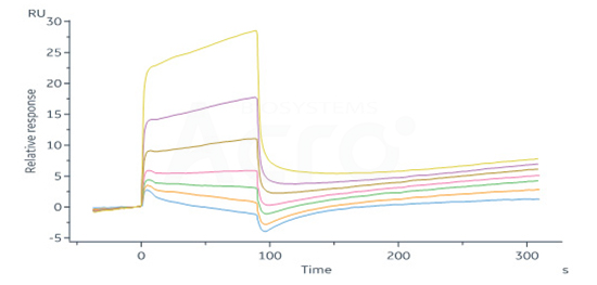 Biotinylated Human HLA-C*07:02:01 & B2M & RYR