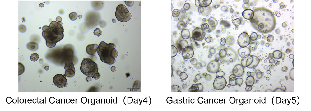 Organoid Culturing