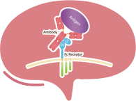 Fc Receptor Proteins