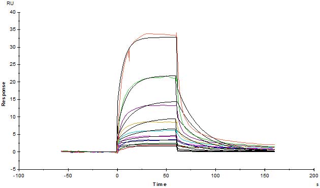 High biological activity verified by SPR & BLI