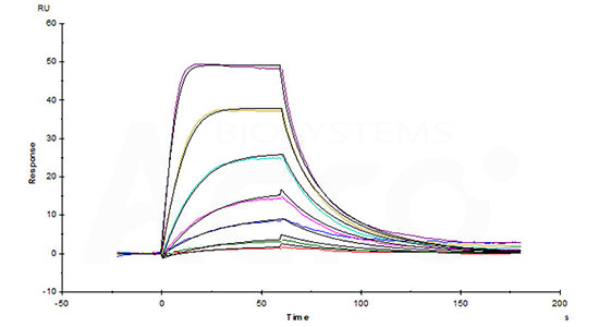 Affinity validation data of IL-2 and IL-2 receptor protein (SPR) 