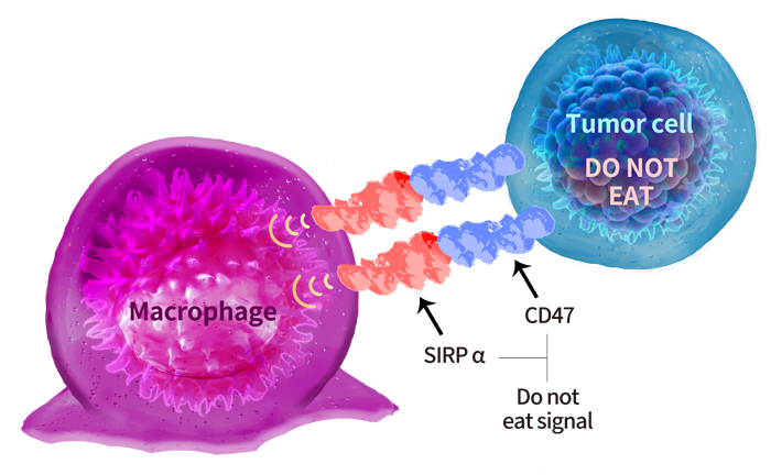 CD47 proteins