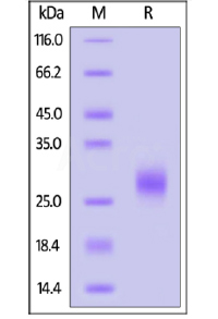 ActiveMax® Human VEGF165