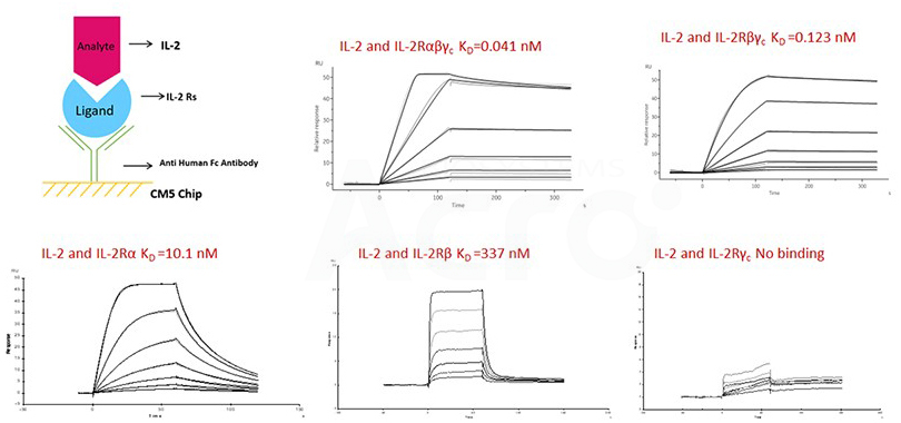 IL-2 and IL-2 receptors affinity verified by SPR