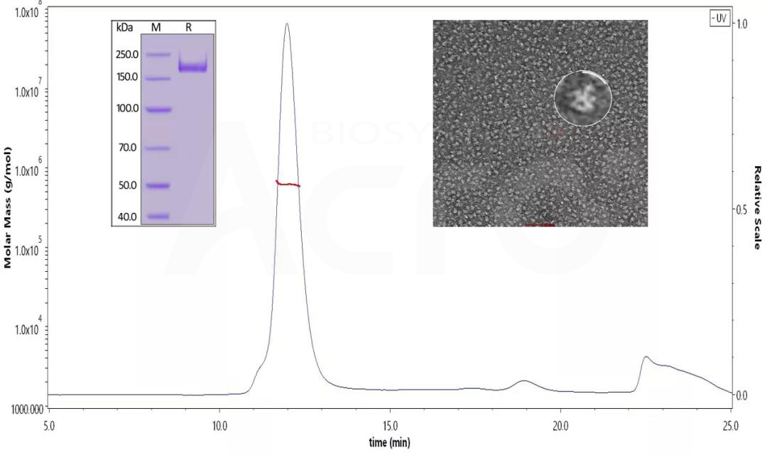 SARS-CoV-2 spike trimer, SEC-MALS& NS-EM validated protein