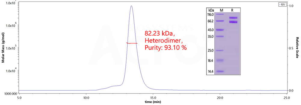 IL-2 R beta & IL-2 R gamma, MALS-validated protein