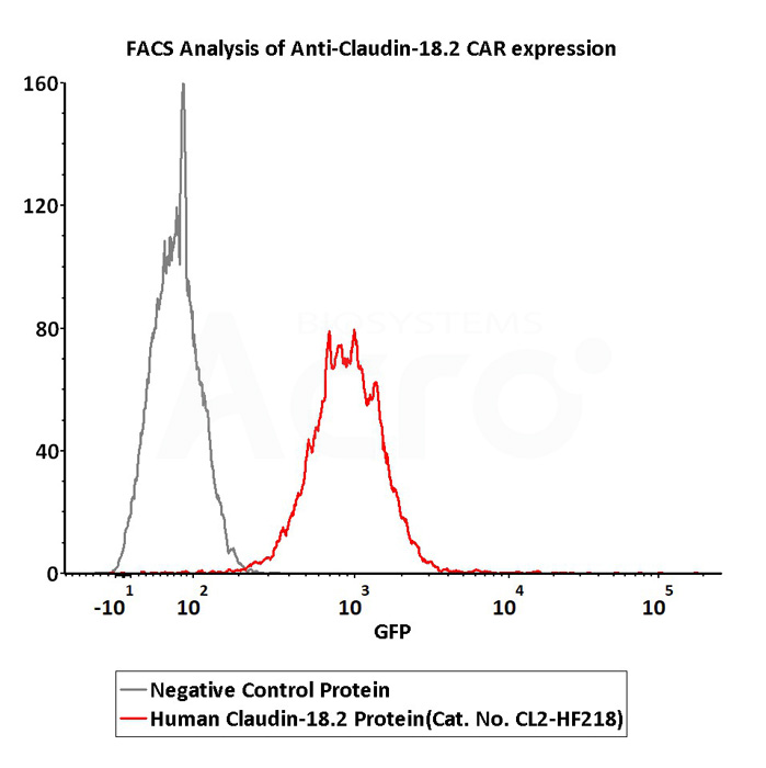 Good bioactivity validation of CD20-DDM/CHS