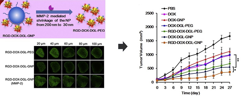 Schematic illustrations of the mechanism of the matrix metalloproteinase (MMPs)-responsive drug‐delivery system (ITC⊂N-G-C) in the tumor microenvironment.