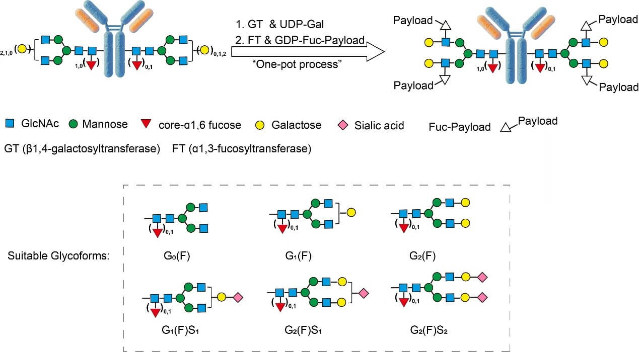  MMAE ASSAY PRINCIPLES