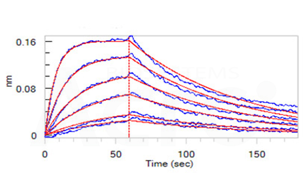 Human_FcRn_Heterodimer_Protein_Bli