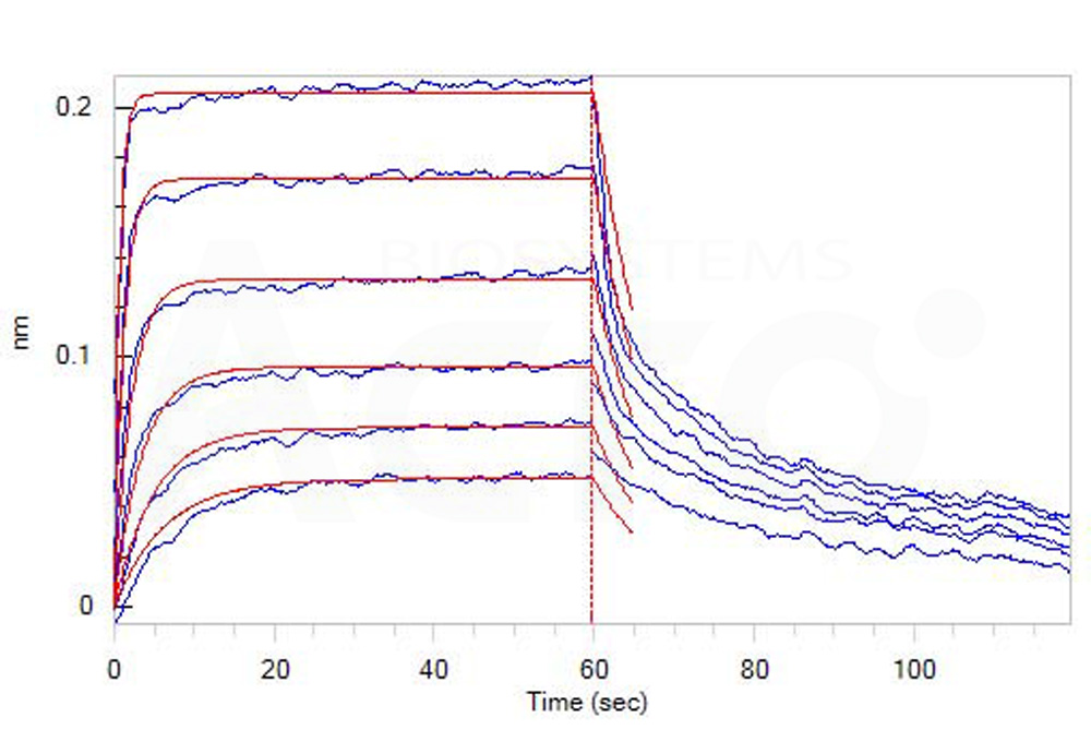 Human_FcRn_Heterodimer_Protein_Bli