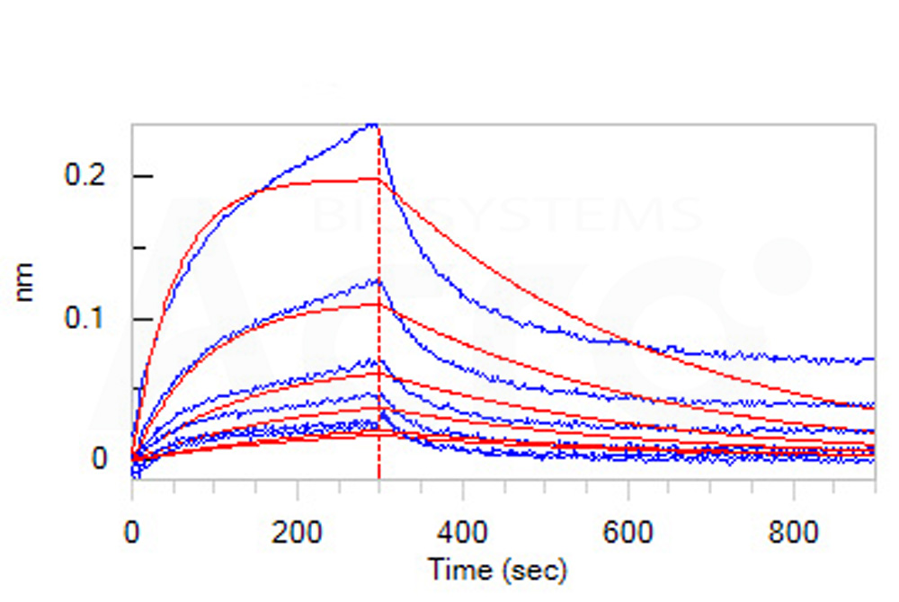  Serum Albumin BLI