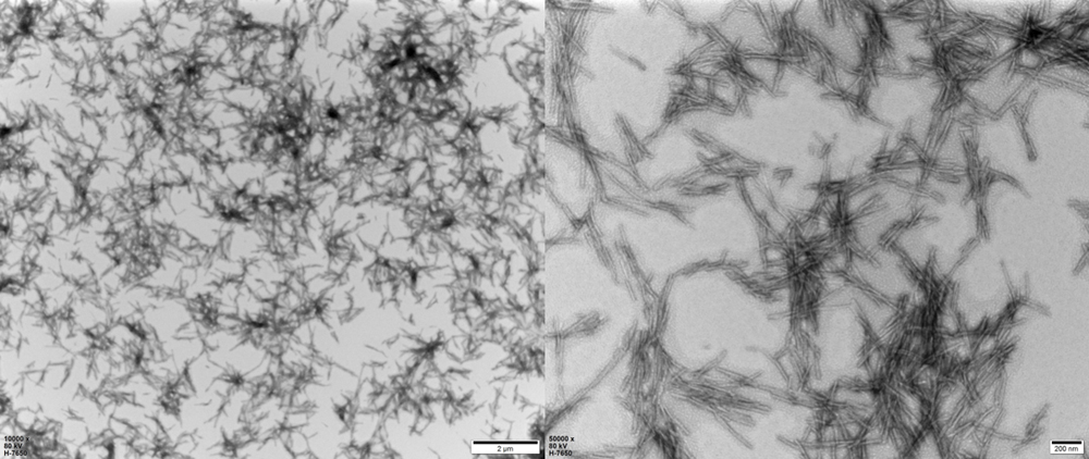  Tau ELECTRON MICROSCOPE