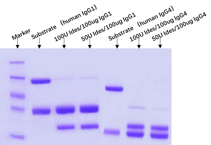  IdeS ENZYME