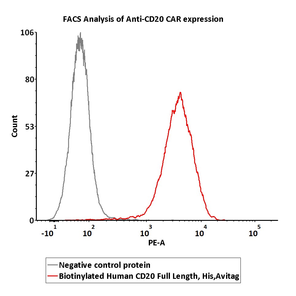  CD20 FACS