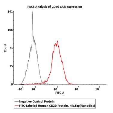  CD20 FACS