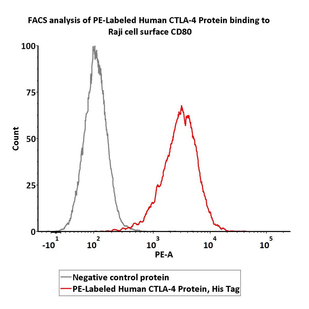  CTLA-4 FACS