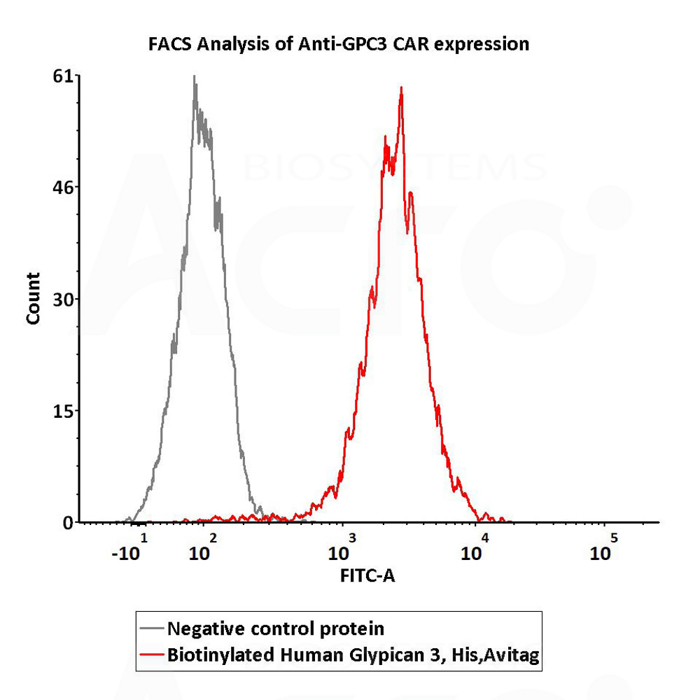  Glypican 3 FACS