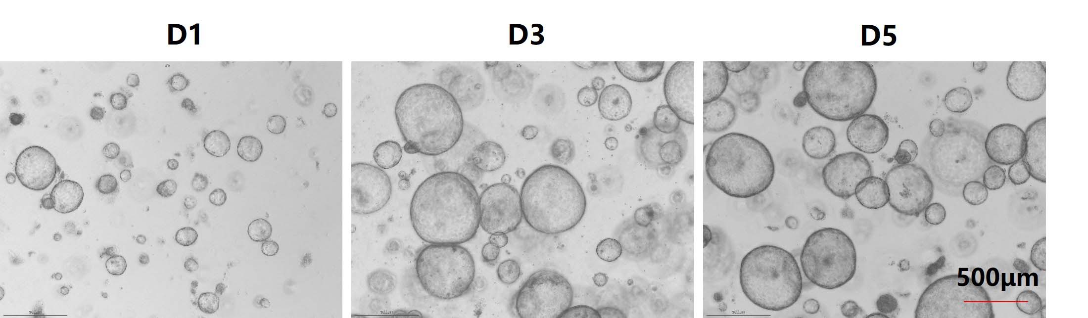  HGF ORGANOID CULTURE