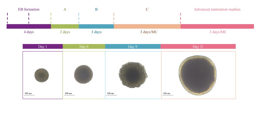  Organoids PRODUCT DIAGRAM