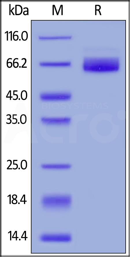 2B4 SDS-PAGE