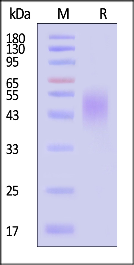 2B4 SDS-PAGE