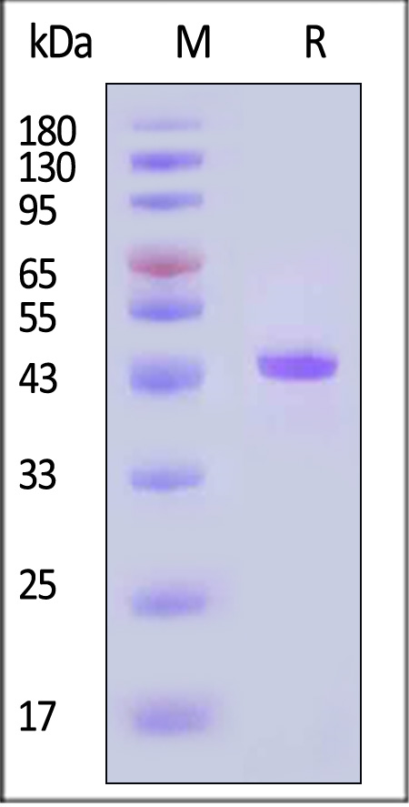 3C (HRV) SDS-PAGE