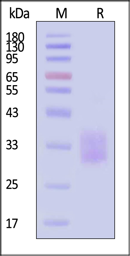 41B-C52H4-sds