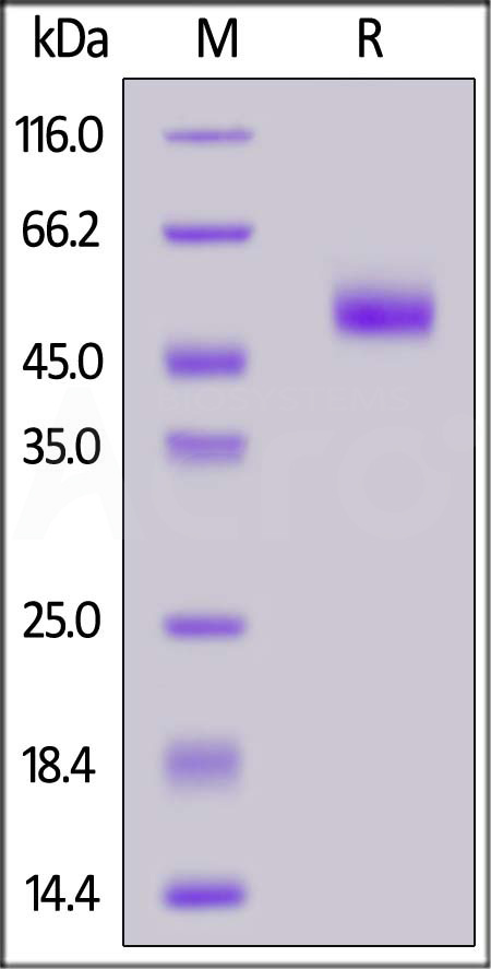 41B-H5253-sds