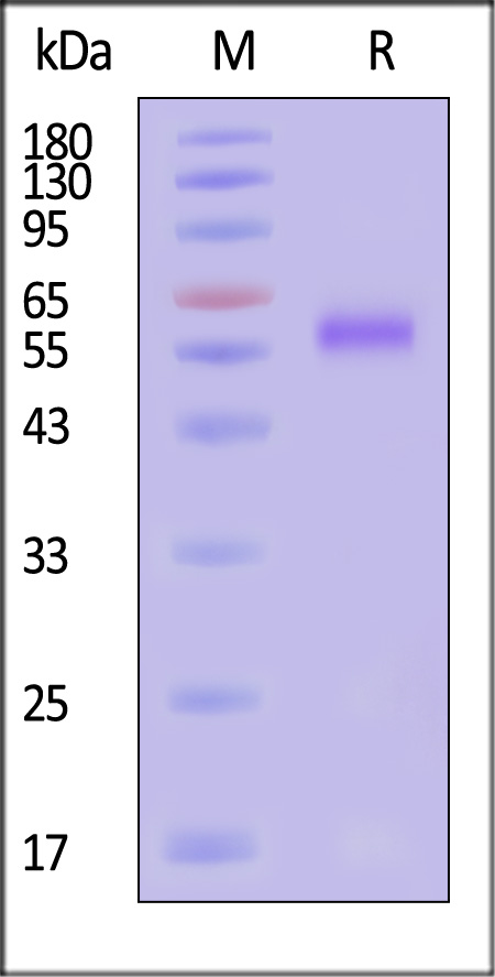 41B-H5256-sds