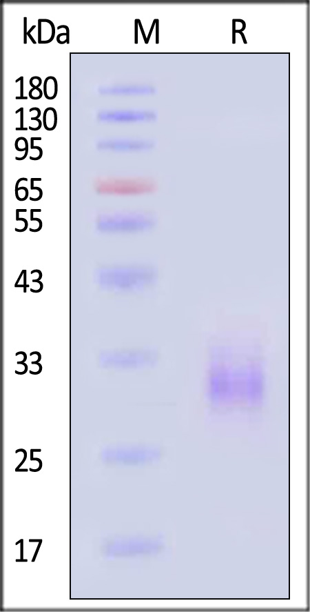 41B-H52Hc-sds