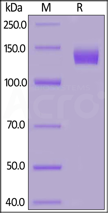 Human ACE2, Fc Tag (Cat. No. AC2-H5257) SDS-PAGE gel