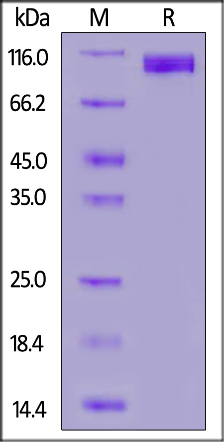 AC2-H82E6-sds