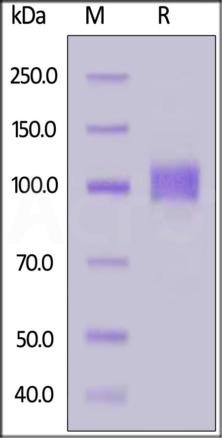 ACE2 SDS-PAGE