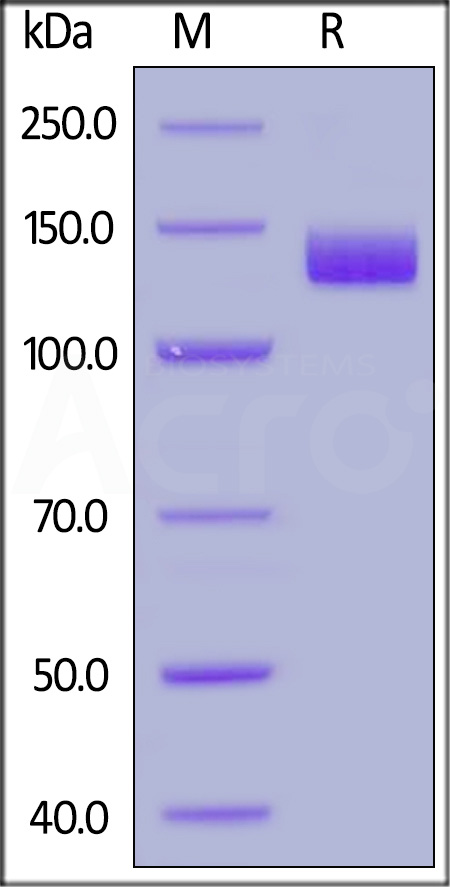 ACE2 SDS-PAGE